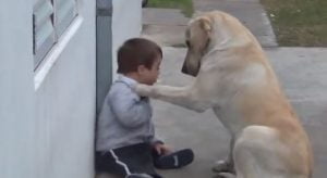 La perra Himalaya se hace amiga de Hernan, un niño con síndrome de Down