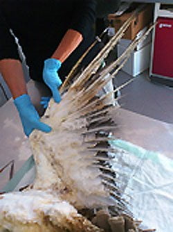 Recuperan las alas de un águila electrocutada con injertos de fibra de vidrio