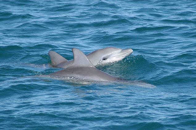 Distinguen las voces de los delfines con un algoritmo para reconocer canciones