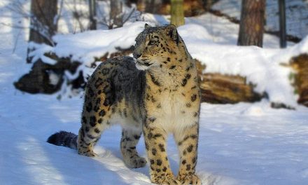 Países asiáticos firman compromiso histórico para salvar al leopardo de las nieves en peligro de extinción