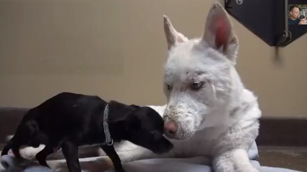 Conmovedor rescate del perro callejero Miley