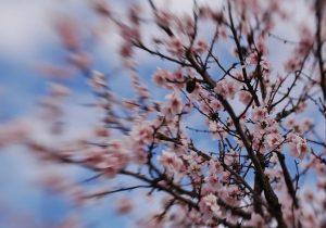 Almendros en la Carretera. Foto de "Timo"