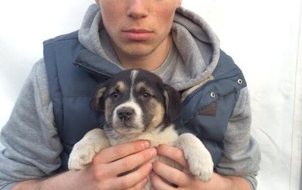 Deportista olímpico salva a cuatro perritos en los Juegos de invierno de Sochi