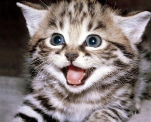 Pon un gato en tu vida...