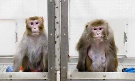 Consiguen que un mono controle con su cerebro los movimientos de otro paralizado