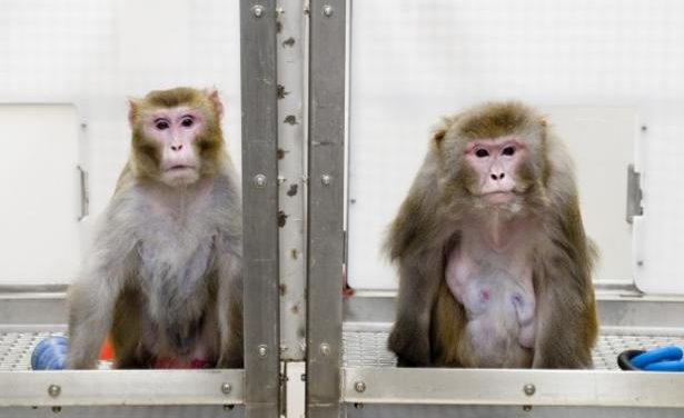 Consiguen que un mono controle con su cerebro los movimientos de otro paralizado