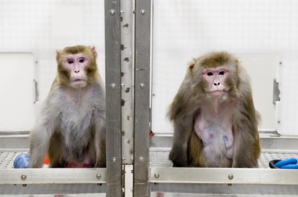 Dos macacos rhesus como los utilizados en el experimento. / U. de Wisconsin/Jeff Miller / U. de Wisconsin/Jeff Miller