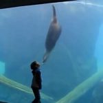 Niño con Asperger pasa «el mejor día de su vida» gracias a un león marino