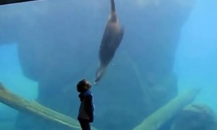 Niño con Asperger pasa «el mejor día de su vida» gracias a un león marino