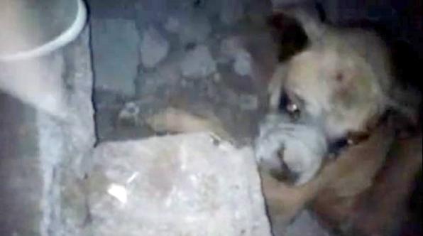 Jóvenes rescatan a un perro tras terremoto en Chile