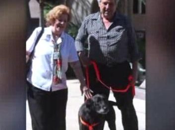 Un perro perdido en 2007 se reencuentra con su familia