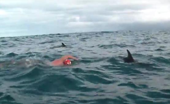 Un grupo de delfines protege a un nadador de un gran tiburón blanco