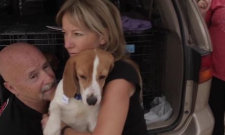 Unos perros beagle experimentan la libertad por primera vez en sus vidas