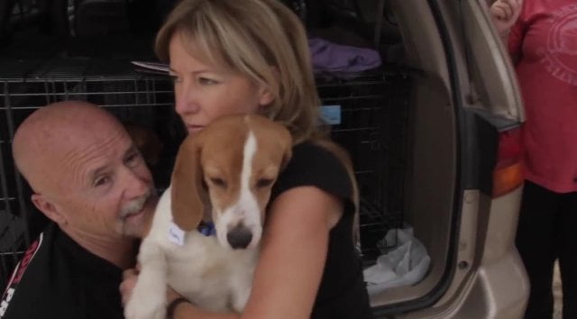 Unos perros beagle experimentan la libertad por primera vez en sus vidas