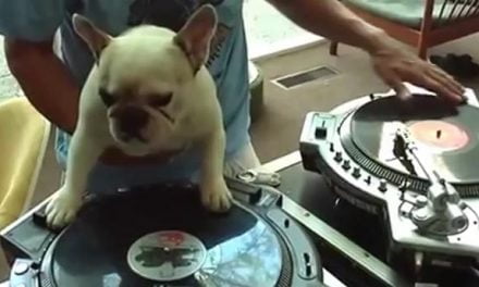 Un perro DJ