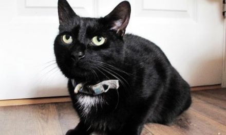 Un gato le salva la vida a su dueña