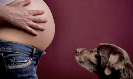 Un perro protege a su dueña embarazada