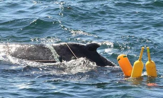 Rescatan a una ballena jorobada que había quedado atrapada en redes pesqueras