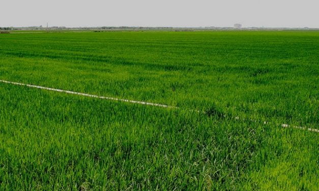 Sosrice – Reducción de emisiones de gases de efecto invernadero en cultivos de arroz