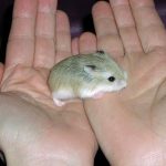 India: el primer país del sur asiático en prohibir la importación de productos cosméticos ensayados en animales