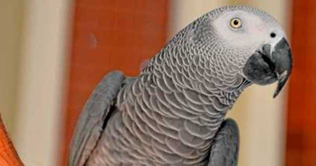 El loro Nigel vuelve a casa después de cuatro años y hablando en otro idioma