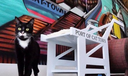 La primera cafetería con gatos de América
