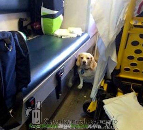 Un perro recorre más de 30 kilómetros agarrado al exterior de una ambulancia para poder estar junto a su dueño