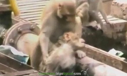Un mono salva a otro en una estación de tren de India
