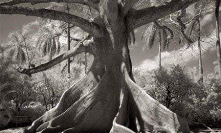 14 años fotografiando los árboles más antiguos de la tierra