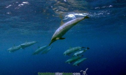 México prohíbe los espectáculos itinerantes con mamíferos marinos