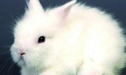 El grupo Inditex dejará de usar lana de angora en sus prendas