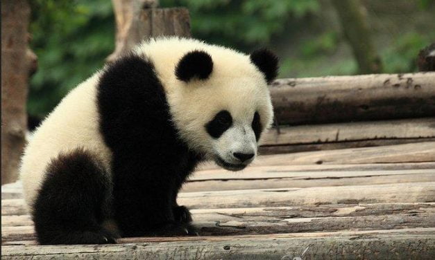 Aumenta la población de osos panda en China