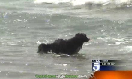 Un perro rescata a dos personas atrapadas por una fuerte corriente mientras surfeaban
