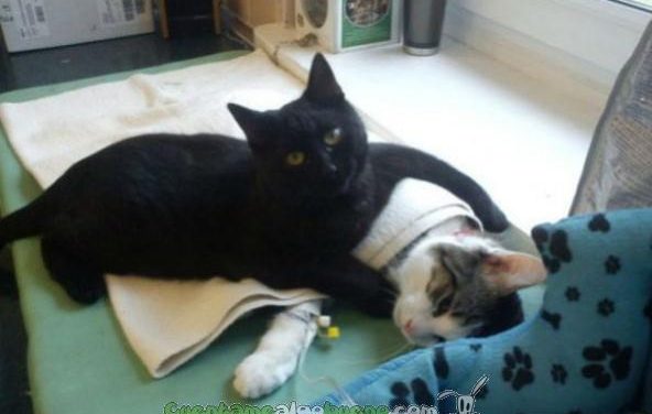 La increíble historia del gato «enfermero» que cuida a los animales