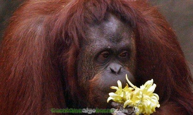 Conceden en Argentina la semilibertad a la orangután ‘Sandra’ tras considerarla un ‘sujeto con derechos’