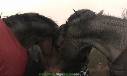 Un increíble reencuentro entre caballos