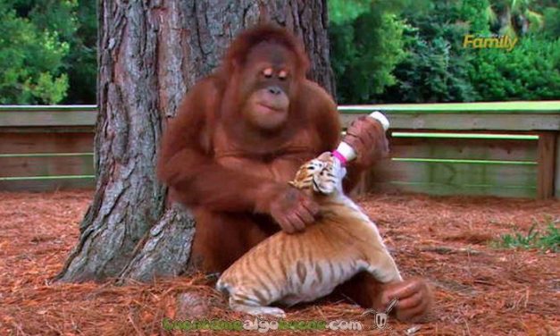 El orangután que adoptó a tres cachorros de tigre