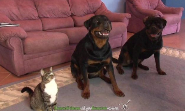 Didga – una gata asombrosa