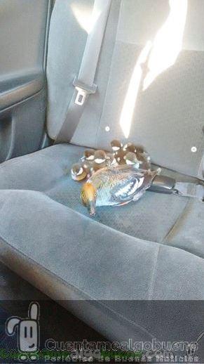 Taxista canadiense lleva en su taxi a nueve patitos y a su madre a un lugar seguro