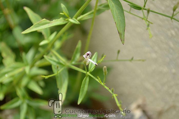 Medicina natural para combatir el Alzheimer