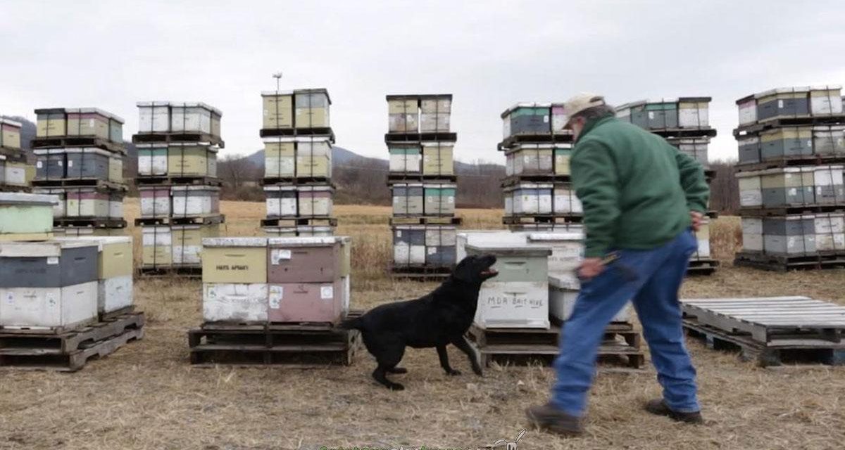Guardianes de las abejas