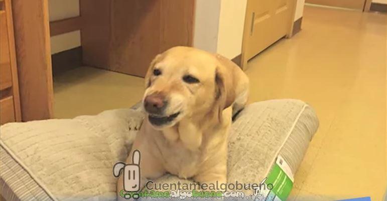 Una perra llama al servicio de emergencias y le salva la vida a su dueña