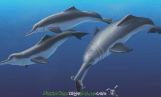 Nuevas pistas fósiles sobre el delfín de río