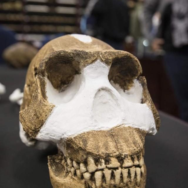 ‘Homo naledi’, una nueva especie de homínido