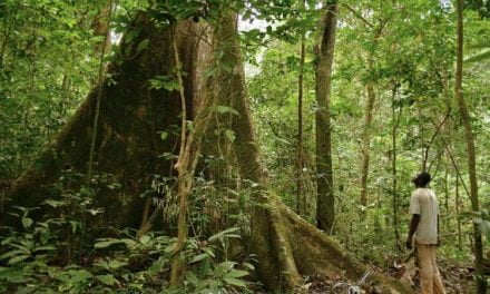 Un nuevo paso en la conservación del patrimonio forestal