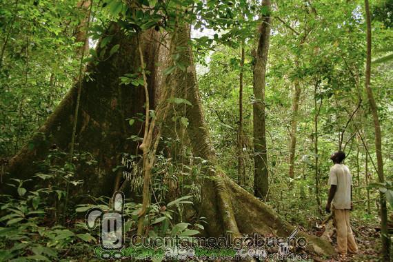 Un nuevo paso en la conservación del patrimonio forestal