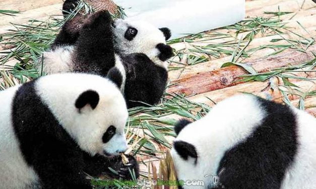 Paso a paso en la conservación del oso panda