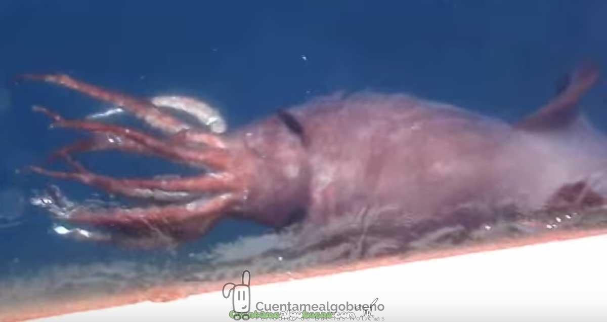 Calamar gigante saluda a la cámara