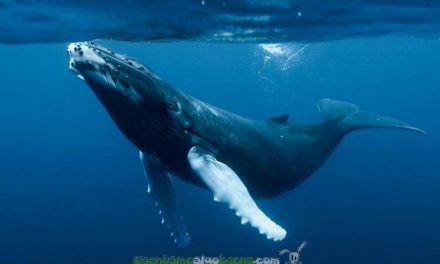 Las ballenas, una solución al cambio climático