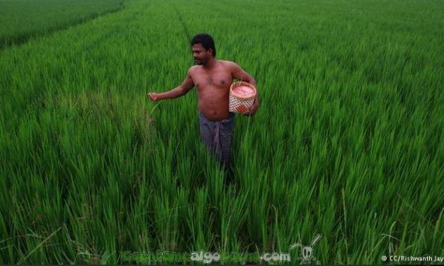 Récord mundial de cosechas en India sin usar transgénicos ni herbicidas